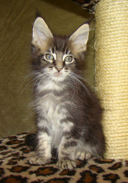     Catsvill County!   !    !       !!!    Catsvill County +7-926-544-74-09     .   ,   ,   ,    ,   ,  ,     ,   -,    ,   !